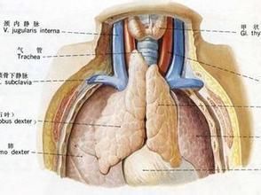 胸腺癌 胸腺癌
