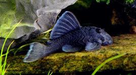 藍絲絨異型魚 藍絲絨異型魚