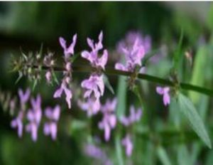 狹齒(變種) 狹齒(變種)