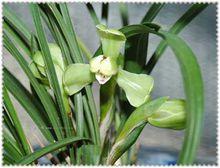 春嬋（春蘭名品)