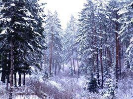 東北林區 東北林區