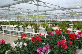 魯南花卉城 魯南花卉城