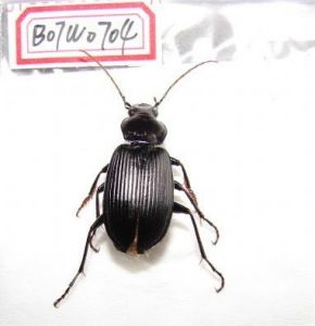 東方角脛步甲 東方角脛步甲