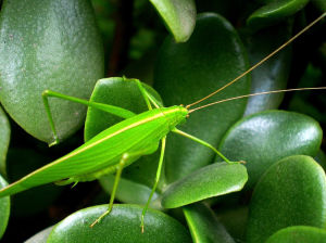 螽蟖 螽蟖
