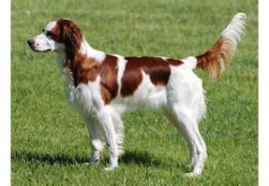 愛爾蘭紅白獵犬 愛爾蘭紅白獵犬