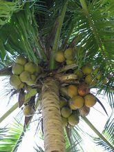 熱帶經濟作物——椰子