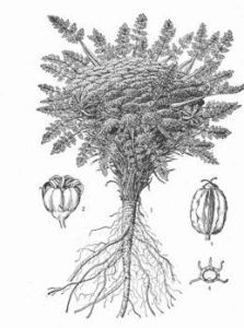 墊狀稜子芹 墊狀稜子芹