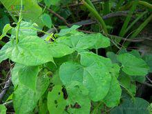 伸筋藤植物形態-中華青牛膽