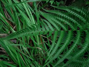 高鱗毛蕨 高鱗毛蕨