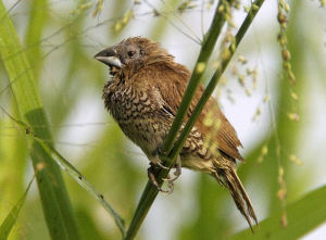斑文鳥馬來亞種