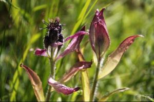 雲南風毛菊 雲南風毛菊