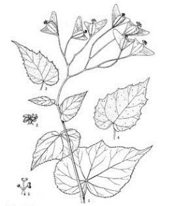 柔毛中華秋海棠(變種) 柔毛中華秋海棠(變種)