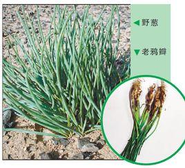 鹼蔥 鹼蔥