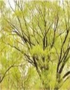 小葉青海柳(變種) 小葉青海柳(變種)