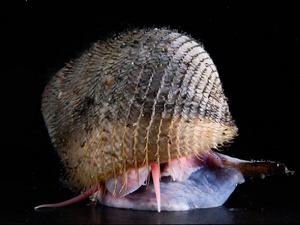 海洋蝸牛 海洋蝸牛