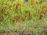 上積食村 上積食村