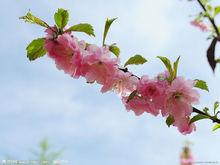 大莊子村[山東省濰坊市昌樂縣大莊子村]