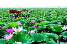 岳陽[湖南省轄地級市]