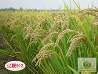遼粳912號 遼粳912號