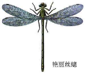 艷麗絲蟌 艷麗絲蟌