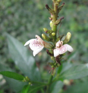 圓苞杜根藤 圓苞杜根藤