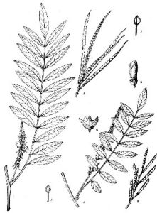 密果木藍 密果木藍