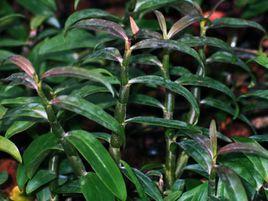 羅河石斛 羅河石斛