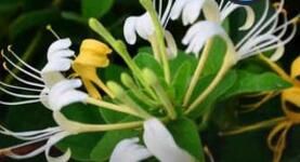 短柱忍冬 短柱忍冬