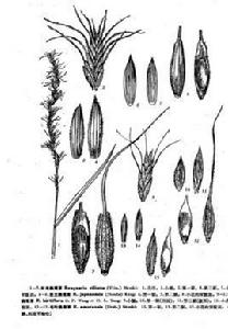 纖毛鵝觀草 纖毛鵝觀草