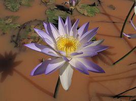 紫色睡蓮