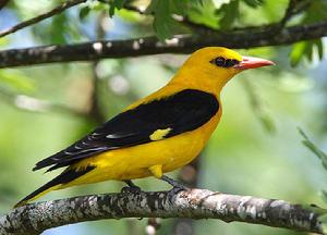 金黃鸝指名亞種