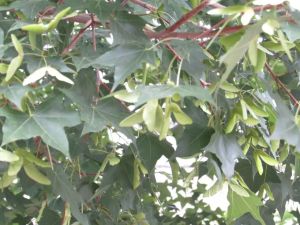 元寶楓籽油 元寶楓籽油