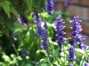 秦嶺鼠尾草 秦嶺鼠尾草