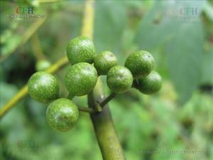 鈍葉山雞椒 鈍葉山雞椒