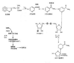 煙醯胺的合成圖