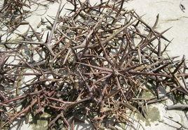 棘尖刻猴 棘尖刻猴