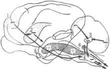 大腦的抑制區與易化區