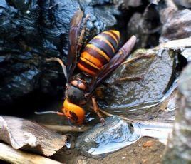 金環胡蜂 金環胡蜂