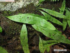 廬山瓦韋[植物]