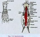 腹毛動物 腹毛動物