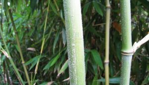 靈川大節竹 靈川大節竹