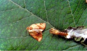 蘋果捲葉蛾 蘋果捲葉蛾