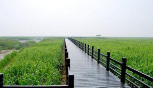 上海市崇明東灘濕地自然保護區 上海市崇明東灘濕地自然保護區