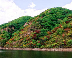 滿天星森林公園