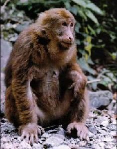 藏酋猴