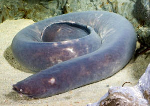 比氏黏盲鰻 比氏黏盲鰻