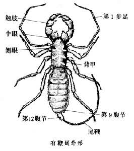 有鞭蠍 有鞭蠍