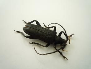 朝氏圓頸天牛 朝氏圓頸天牛