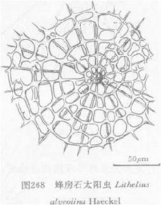 蜂房石太陽蟲 蜂房石太陽蟲