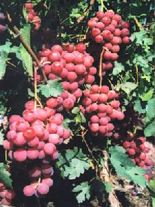 吐魯番紅葡萄